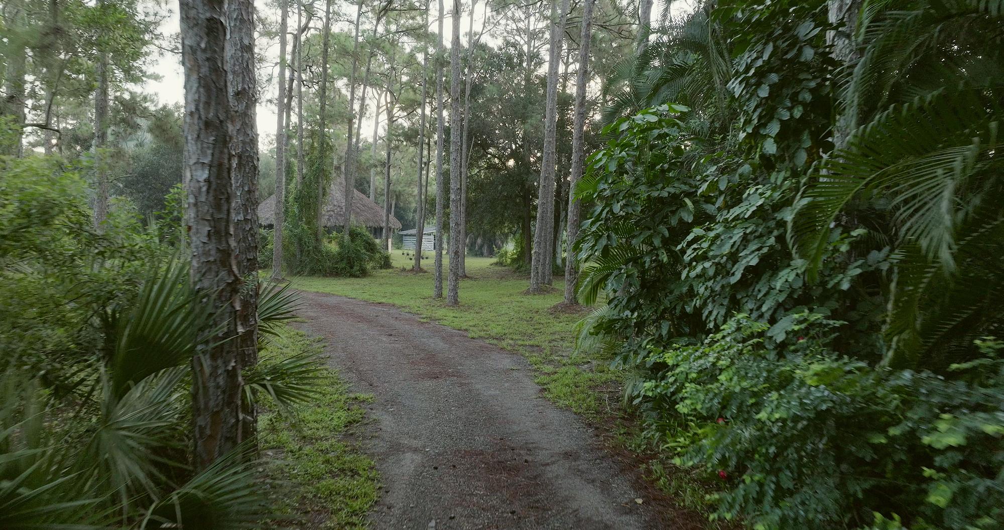 A dirt drive receding through misty pine trunks, palms crowding the edge of the frame.