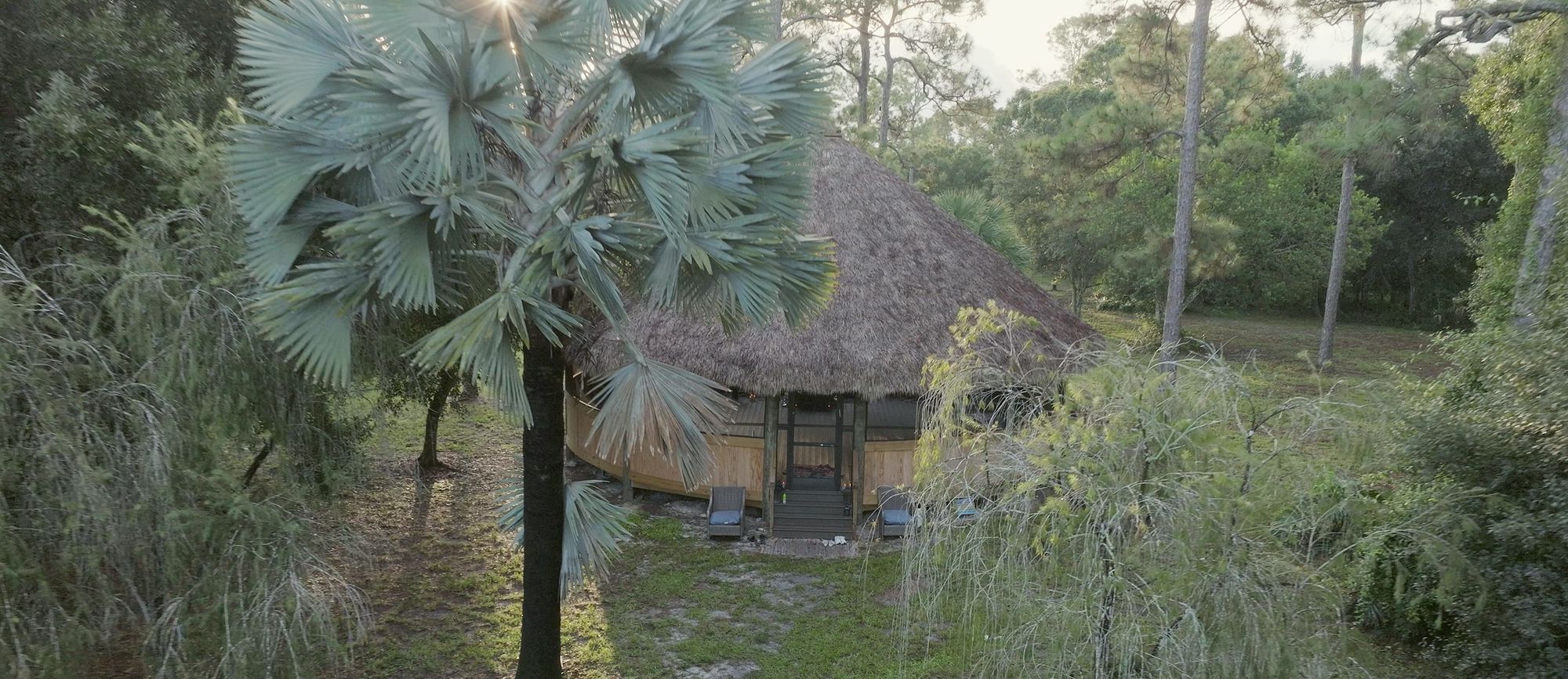 The maloka in its clearing, a fan palm in the foreground and tall pines against a soft sky.